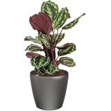 Calathea Medaillon in watergevende Classico antraciet | Pauwenplant