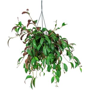 Aeschynanthus Marmoratus | Lipstickplant