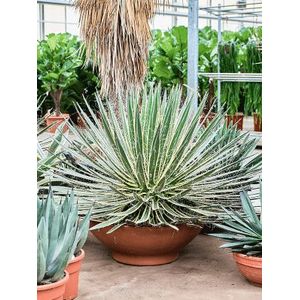 Agave geminiflora variegata | Variegata Agave
