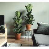 Ficus Lyrata struik | Vioolbladplant / Tabaksplant