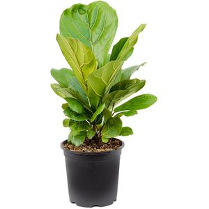 Ficus Lyrata struik | Vioolbladplant / Tabaksplant