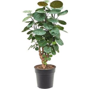 Polyscias Aralia Fabian | Aralia