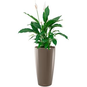 Spathiphyllum in watergevende Rondo taupe | Lepelplant