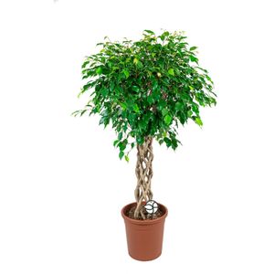 Ficus Benjamina Exotica gevlochten koker | Treurvijg