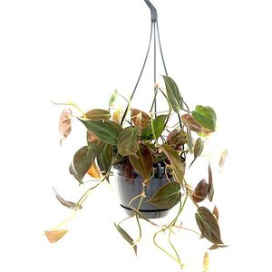 Philodendron Micans | Klimmende boomliefhebber