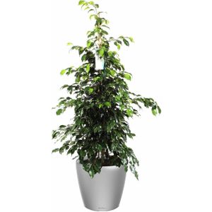 Ficus Benjamina in watergevende Classico zilver | Treurvijg