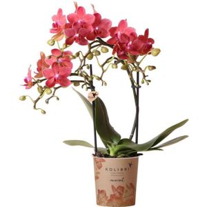 Phalaenopsis Mineral Congo | Orchidee