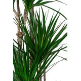 Dracaena Marginata carrousel XXL | Drakenbloedboom