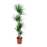 Dracaena Marginata carrousel XXL | Drakenbloedboom