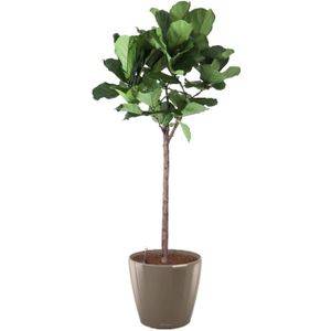 Ficus Lyrata op stam in watergevende Classico taupe | Vioolbladplant / Tabaksplant