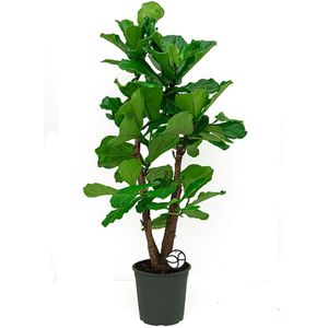 Ficus Lyrata vertakts-sVioolbladplant / Tabaksplant