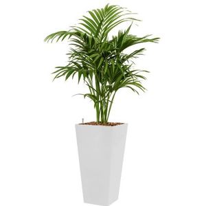 Kentia Howea hydrocultuur in Runner vierkant wit | Palm
