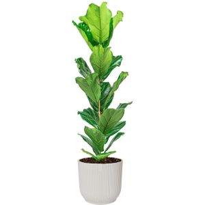 Ficus Lyrata in Vibes Wit | Vioolbladplant / Tabaksplant
