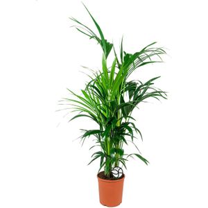Kentia Howea L | Kentia palm