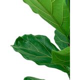 Ficus Bambino hydrocultuur in Runner Rond antraciet | Tabaksplant / Vioolbladplant
