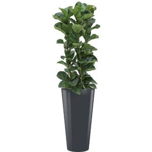 Ficus Bambino hydrocultuur in Runner Rond antraciet | Tabaksplant / Vioolbladplant