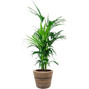 Kentia Howea in Drypot Rattan | Palm