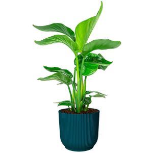 Strelitzia Nicolai in Vibes blauw | Paradijsvogelplant
