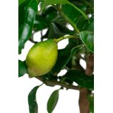 Citrus Limon in Elho Greenville bruin | Citroenboom