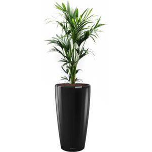 Kentia Howea in watergevende Rondo zwart | Palm