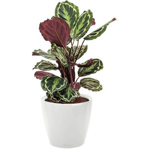 Calathea Medaillon in watergevende Classico wit | Pauwenplant