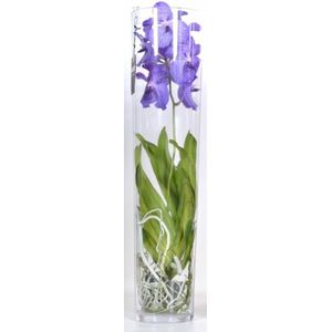 Vanda Orchidee blauw in vaas | Vanda Orchidee