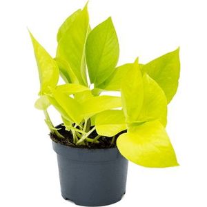Scindapsus Golden Pothos S | Drakenklimop