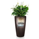 Kentia Howea in watergevende Rondo taupe | Palm