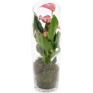 Anthurium roze in vaas small | Flamingoplant
