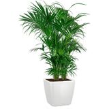 Kentia Howea in watergevende Quadro wit | Palm