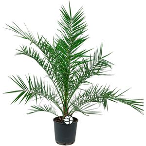 Phoenix Canariensis | Canarische Dadelpalm