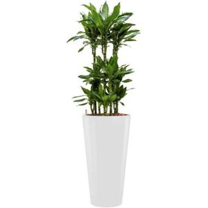 Dracaena Janet Lind hydrocultuur in Runner rond wit | Drakenbloedboom