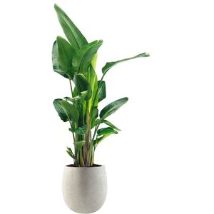 Strelitzia Nicolai in Grigio Balloon Concrete wit | Paradijsvogelplant