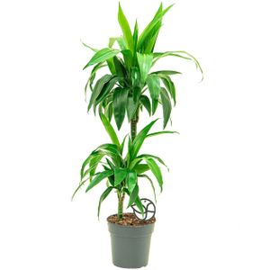 Dracaena Janet Craig 2-stam | Drakenbloedboom