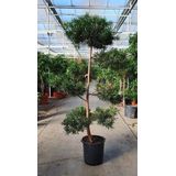 Podocarpus Macrophyllus | Japanse Boeddahden