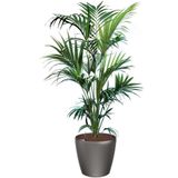 Kentia Howea in watergevende Classico antraciet | Palm