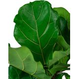 Ficus Lyrata vertakt in Grigio Tall Balloon wit | Vioolbladplant / Tabaksplant
