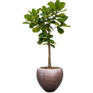 Ficus Lyrata op stam in Metallic Couple coffee | Vioolbladplant / Tabaksplant