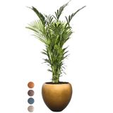 Kentia Howea in Metallic Couple honey | Palm