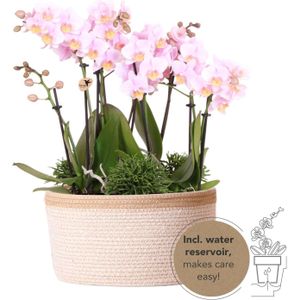 Orchideeënmand Katoen roze | Orchidee & Rhipsalis