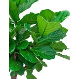Ficus Lyrata op stam in Greenville bruin | Vioolbladplant / Tabaksplant