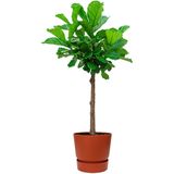 Ficus Lyrata op stam in Greenville bruin | Vioolbladplant / Tabaksplant