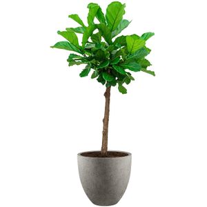 Ficus Lyrata vertakt in Grigio Egg Concrete grijs | Vioolbladplant / Tabaksplant