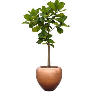 Ficus Lyrata op stam in Metallic Couple copper | Vioolbladplant / Tabaksplant
