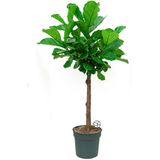 Ficus Lyrata op stam | Vioolbladplant / Tabaksplant