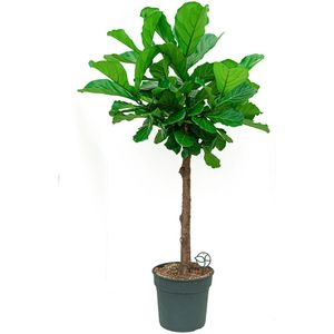 Ficus Lyrata op stam | Vioolbladplant / Tabaksplant