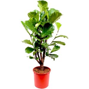 Ficus Lyrata vertakt | Vioolbladplant / Tabaksplant