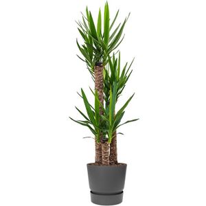 Yucca Elephantipes in Greenville zwart | Palmlelie