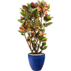 Croton Variegatum Petra in Emperador Couple Blauw | Wonderstruik