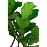 Ficus Lyrata op stam in watergevende Classico wit | Vioolbladplant / Tabaksplant